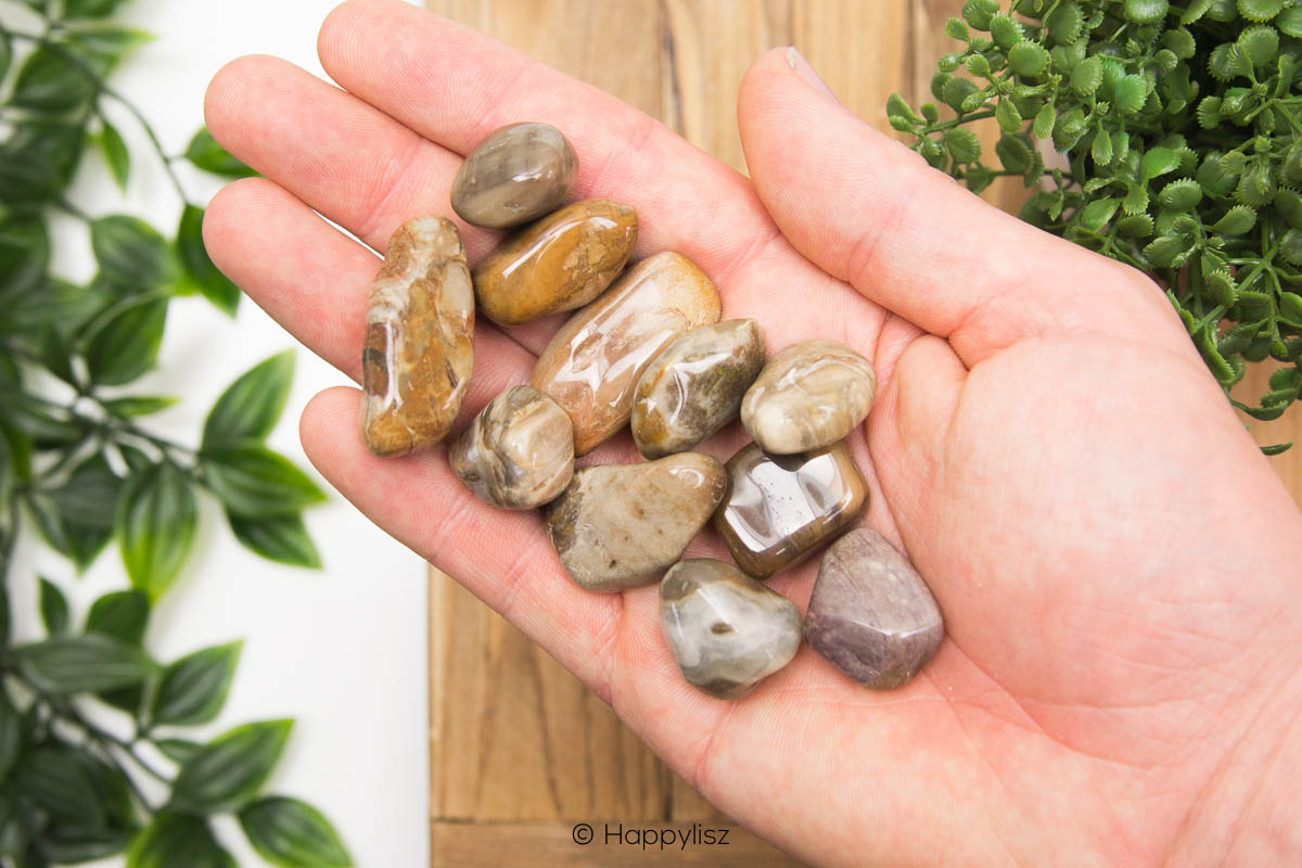 Petrified Wood - Tumbled Stone - In Hand