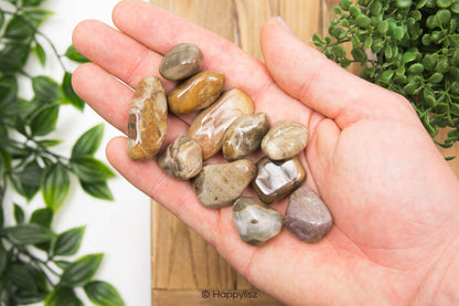 Petrified Wood - Tumbled Stone - In Hand