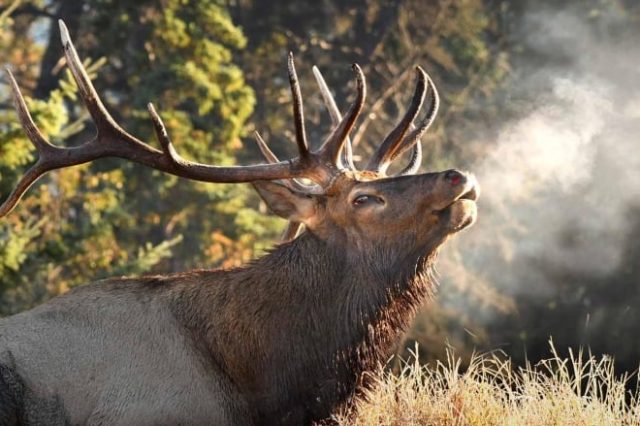 elk-rick-price-photography